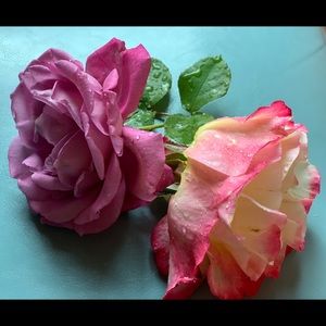 Meet your Posher, Gaga